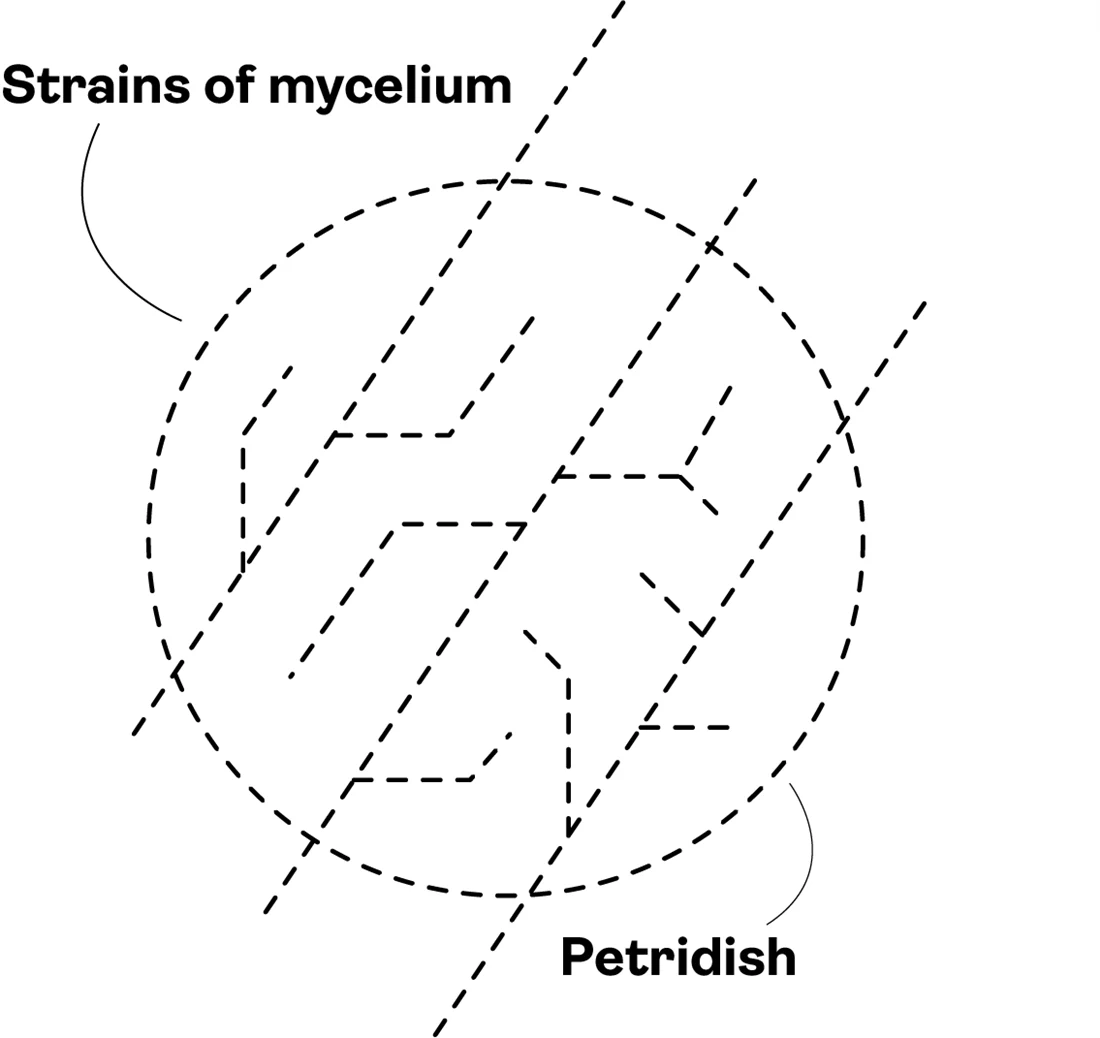 Construction sketch — strains of mycelium inside a petri dish