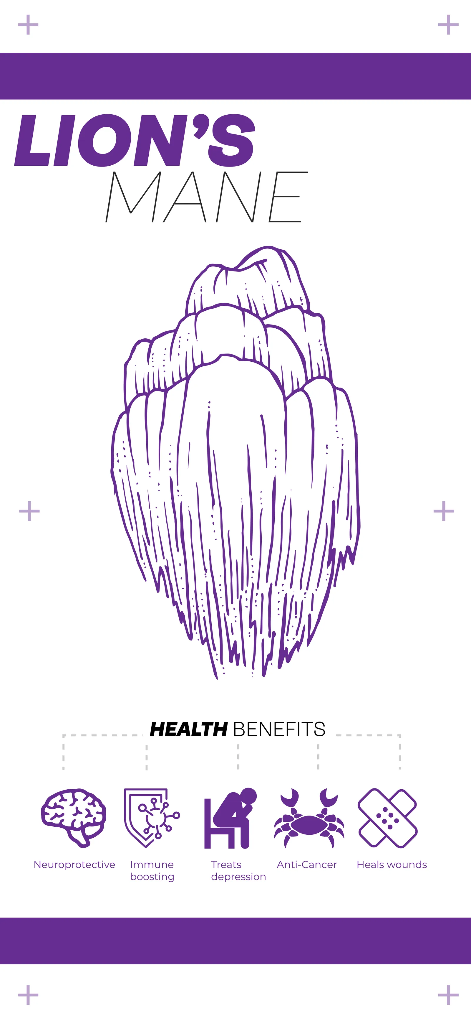 Lion's Mane — the nootropic line.