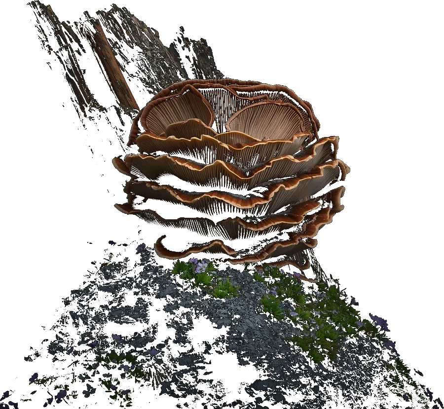 Turkey's Tail